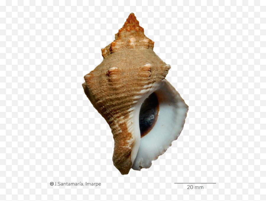 Catálogo Digital De La Biodiversidad - Trumpet Emoji,Emojis Dientudos