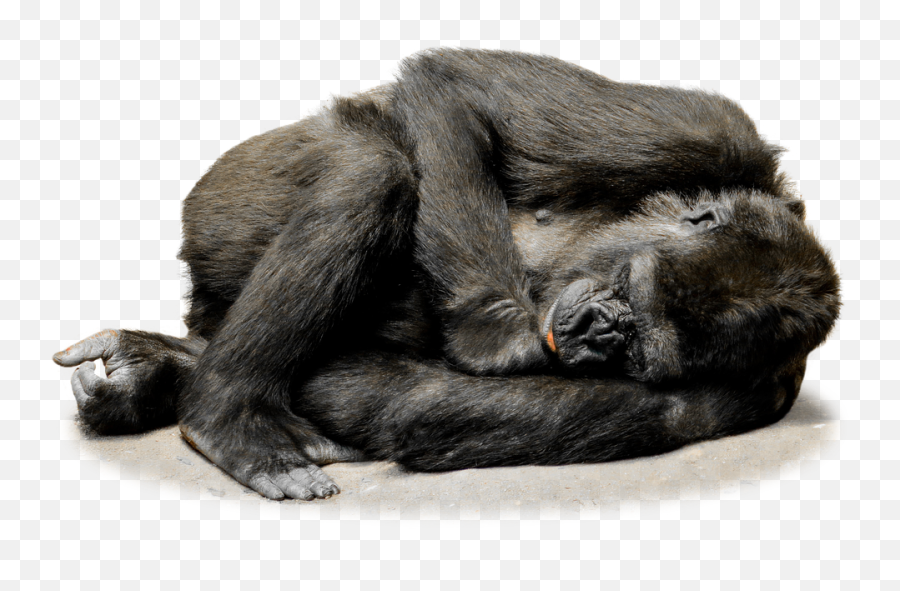 Gorillas Transparent Png Images - Stickpng Gorilla Color Palette Emoji,Ape Emoji Png