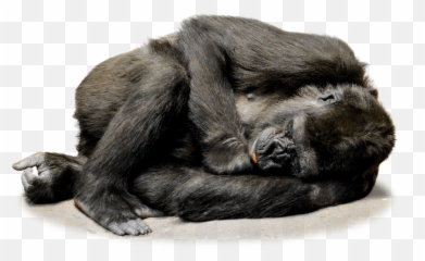 Gorillas Transparent Png Images - Stickpng Gorilla Color Palette Emoji,Ape Emoji Png