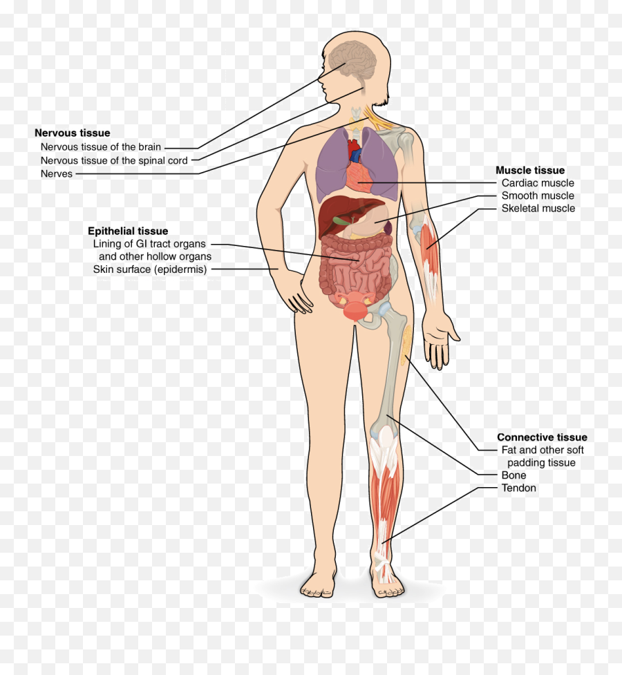 Body Systems Concept Map Answers - Cuerpo Humano Y Los 4 Tejidos Emoji,Word Whizzle Level 39 Emotions