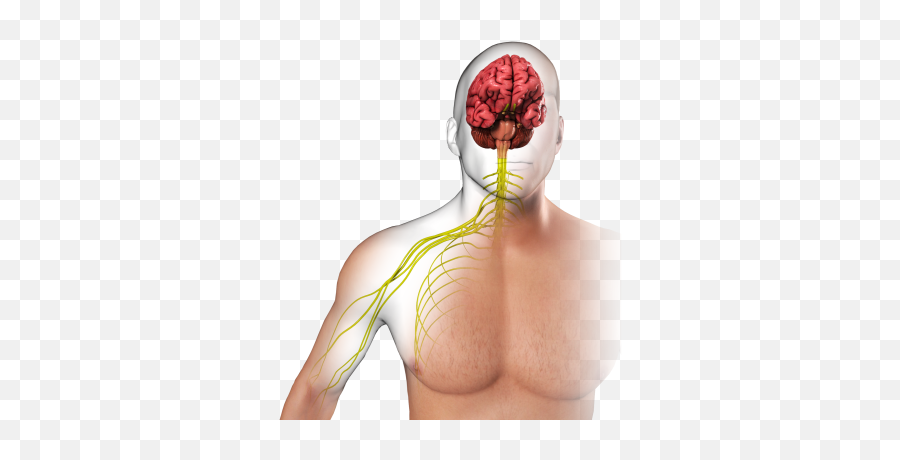 Neurologic Occupational Therapy Upper Extremity Motor Emoji,He Limbic System, Which Is The Area Of The Brain Involved In Emotion And Memory, Includes The