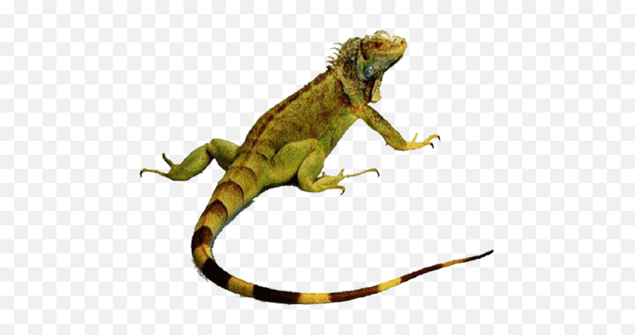 Reptiles Iguana Png Transparent Images Free Download Emoji,Reptile Emojis