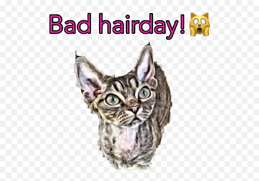 Devon Rex By Pernilla Milefors - Photo Caption Emoji,Bad Hair Day Emoji