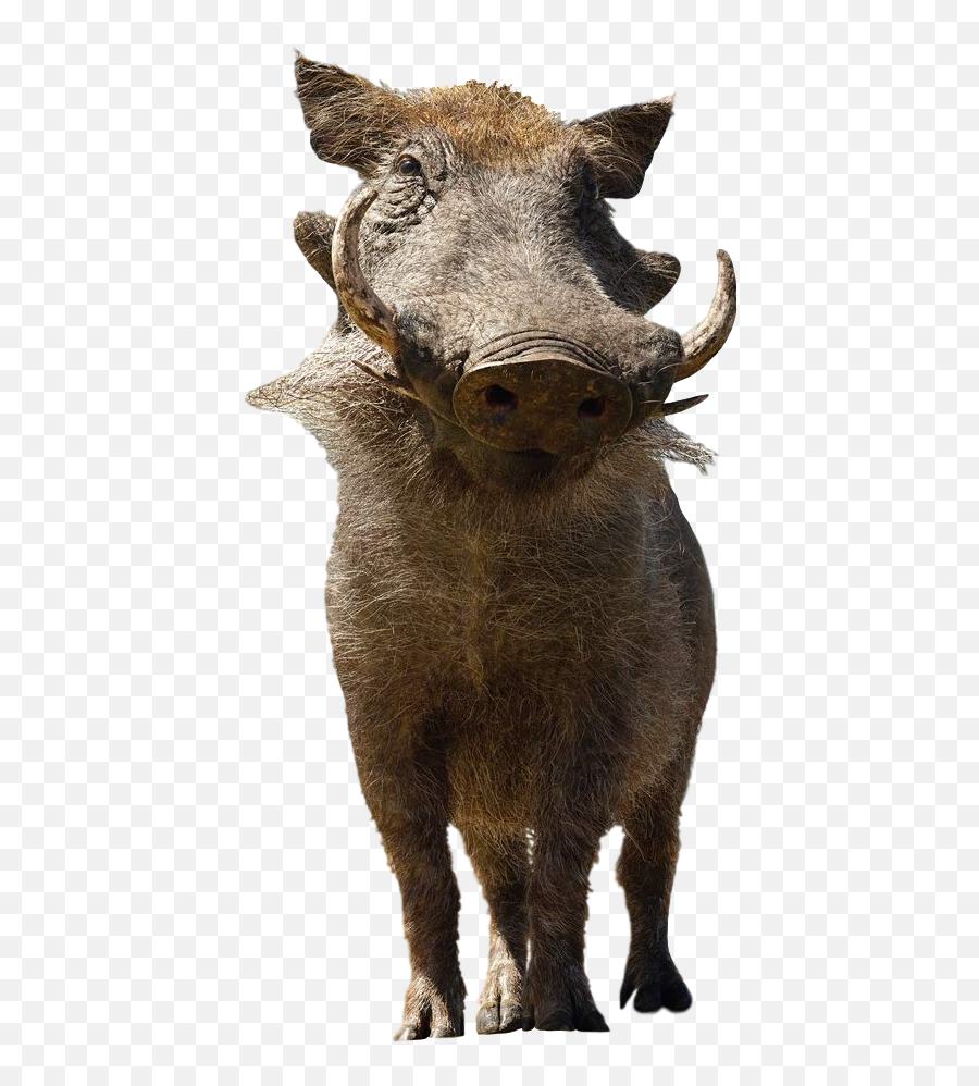 Pumba Warthog Liveaction Sticker - Timon And Pumbaa 2019 Deviantart Emoji,Warthog Emoji