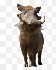Pumba Warthog Liveaction Sticker - Timon And Pumbaa 2019 Deviantart Emoji,Warthog Emoji