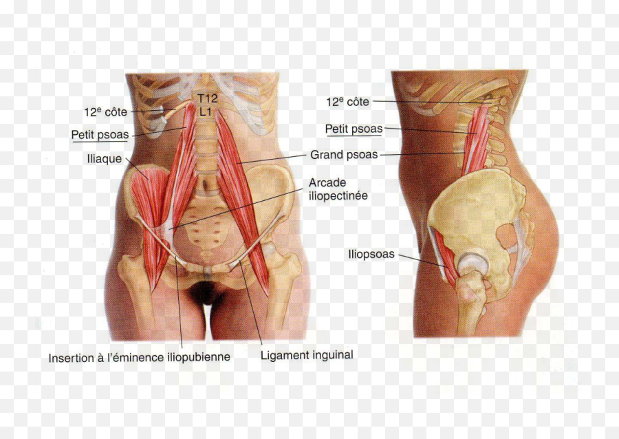 Le Psoas Un Muscle De Grande Importance - Samtosha Yoga Emoji,Cerveau Gauche Emotion