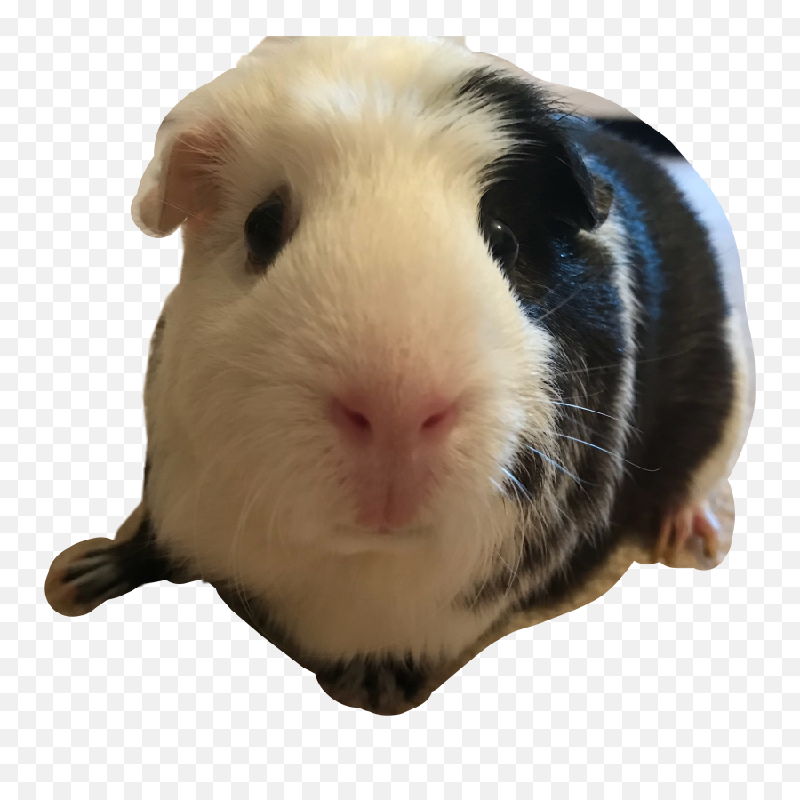 Poppy Guineapig Guinea Pig Sticker - Cuy Emoji,Guinea Pig Emoji