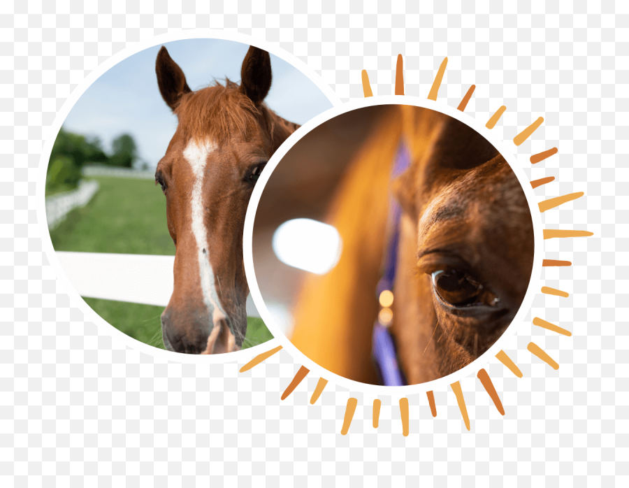 Therapeutic Programs New Day Ranch - Sorrel Emoji,Horse Emotions