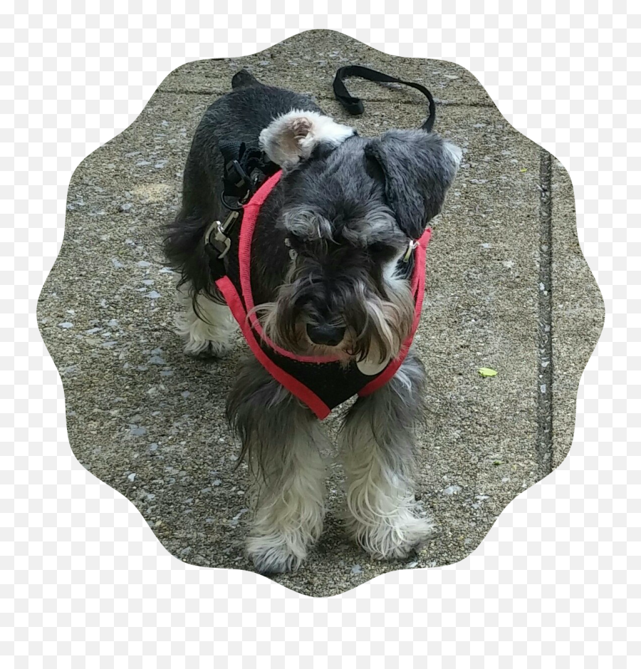 Dog At Work Xena Schnauzer Warrior Princess And Lucy - Vulnerable Native Breeds Emoji,Why My Scottish Terrier Doesn't Show Any Emotions
