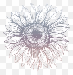 About - Sunflower Hand Drawn Emoji,Sunflowers Emotion