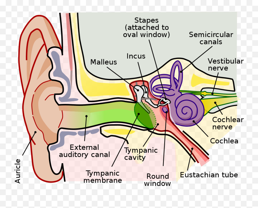 Music Perception And Cognition - Ear Anatomy Emoji,Figure Ground Emotions