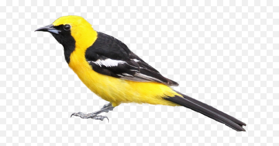 Free Realistic Birds Cliparts Download - Black Masked Yellow Bird Emoji,Oriole Emoji