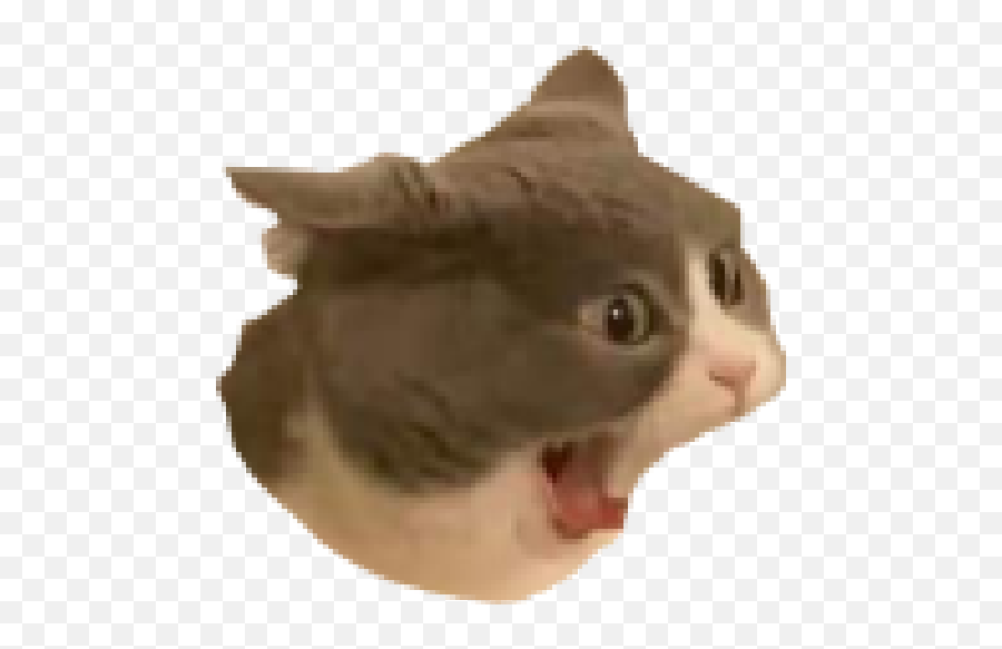 Fervonlaiho2 Emoji,Cat Camera Emoji