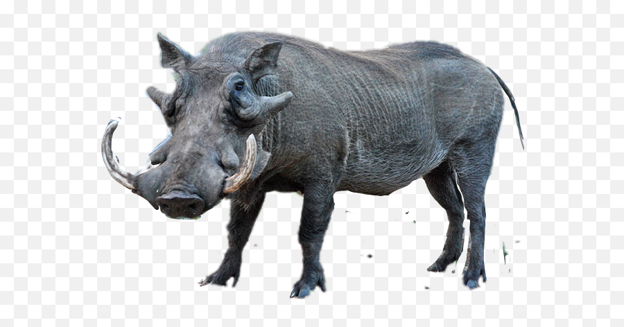 Discover Trending - Common Warthog Emoji,Warthog Emoji