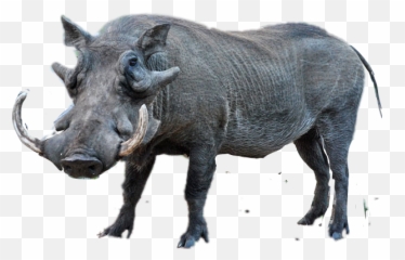 Discover Trending - Common Warthog Emoji,Warthog Emoji