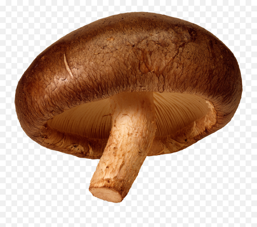 Mushroom Png Image Resolution1290x1080 Transparent Png - Shiitake Mushroom Transparent Background Emoji,Mushrooms Emoji