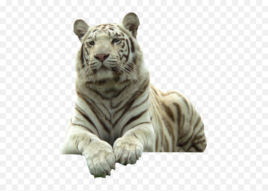 White Tiger - White Tiger Png Transparent Emoji,Tiger Emoji