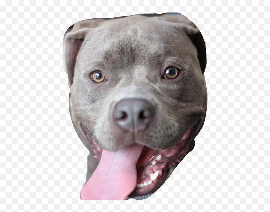 Dog Pitbull Bluenose Duke Sticker - Collar Emoji,Pitbull Emoji