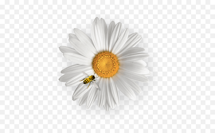 2020 Accountability Letter - Pixel Dreams Honey Bees Emoji,Chamomiles Feel Emotions