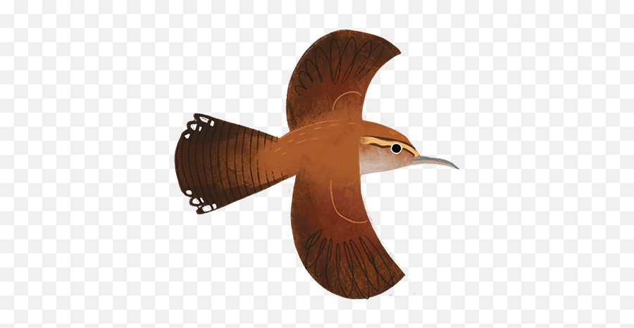 Texas Birds Sticker Pack By Texas Parks U0026 Wildlife - Carolina Wren Emoji,Iphone Orioles Emojis