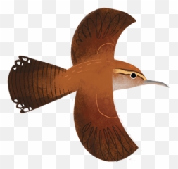 Texas Birds Sticker Pack By Texas Parks U0026 Wildlife - Carolina Wren Emoji,Iphone Orioles Emojis