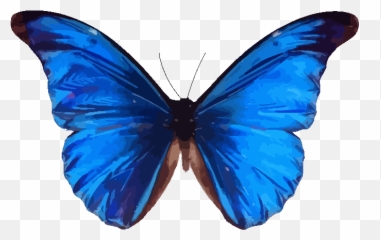 Blue Butterfly Png Svg Clip Art For Emoji,2 Blue Butterfly Emojis