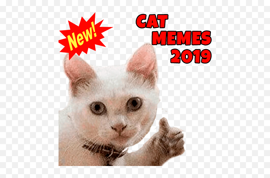 New Cats Memes 2020wastickerapps Emoji,Kettens?ge Emoji Whatsapp