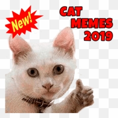 New Cats Memes 2020wastickerapps Emoji,Kettens?ge Emoji Whatsapp