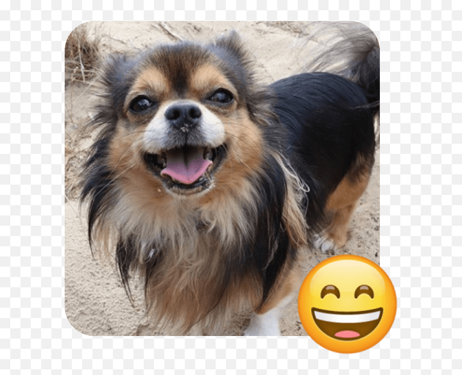 These 20 Doggies Are Totally Ready For World Emoji Day - Happy,National Emoji Day