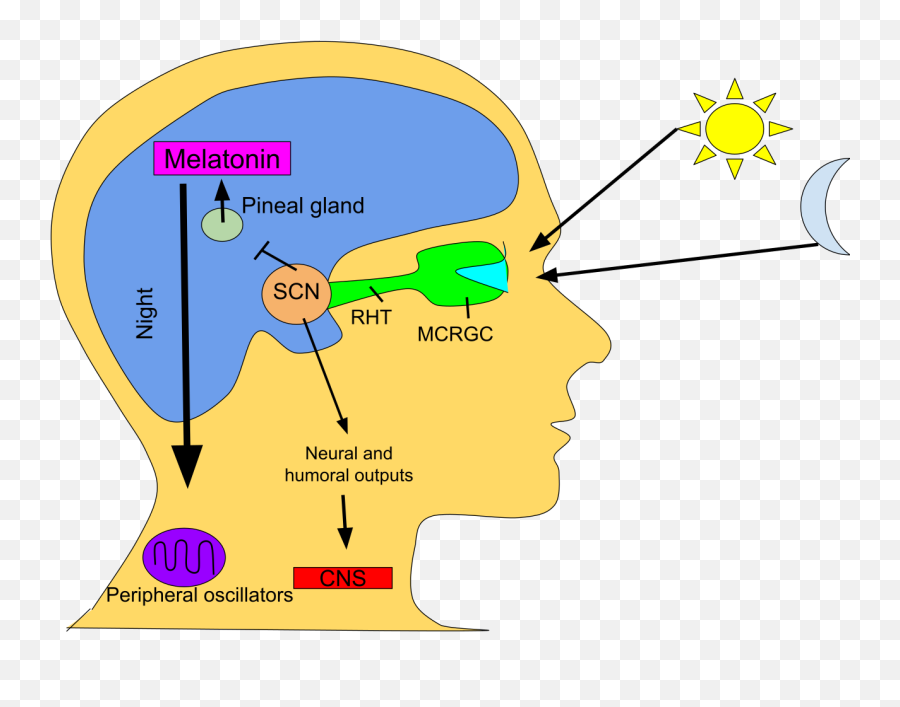 The Foundation Of Health - Circadian Rhythm Melatonin Scn Emoji,Dont Go Wasting Your Emotions