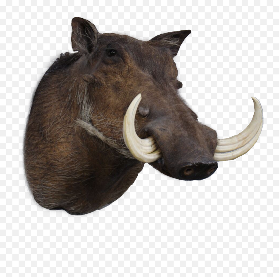 Discover Trending - Big Emoji,Warthog Emoji