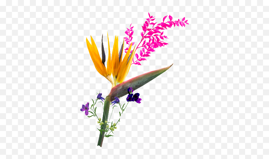 Maurice Harris Flowers Sticker By Quibi For Ios U0026 Android - Bird Of Paradise Flowergif Emoji,Wizard Emoji Android