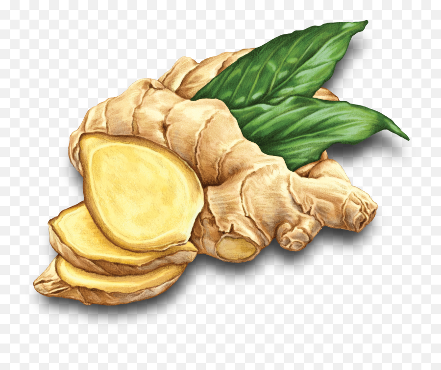 Ginger Root - Clipart Ginger Png Emoji,Ginger Root Emoji