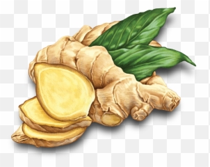 Ginger Root - Clipart Ginger Png Emoji,Ginger Root Emoji