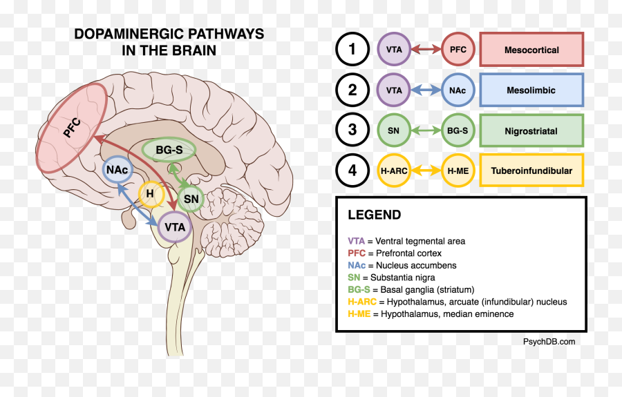 Introduction To Antipsychotics - Psychdb Brain Emoji,A Periodic Chart Of Human Emotion And Evaluation