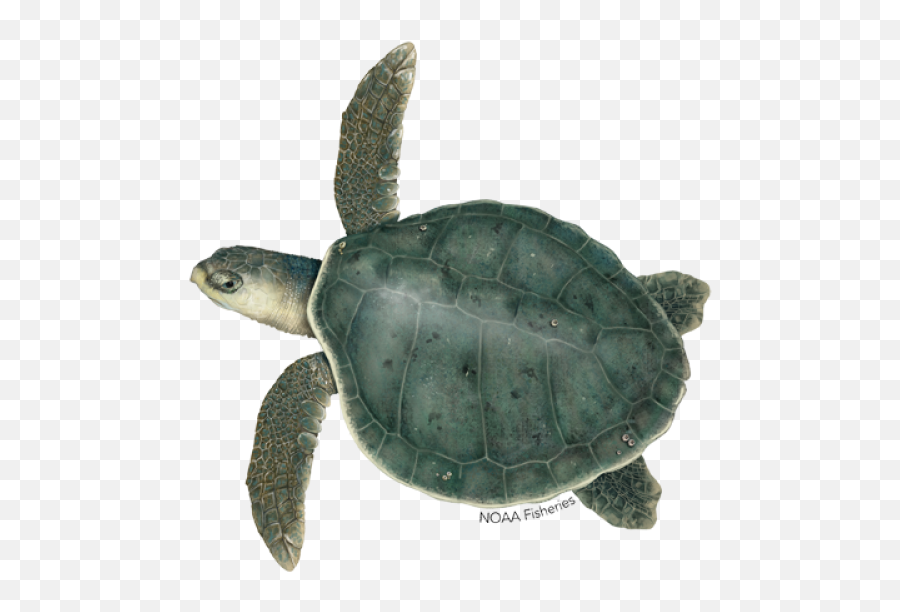 Green Turtle - Ridley Sea Turtle Png Emoji,Fb Turtle Emoticon