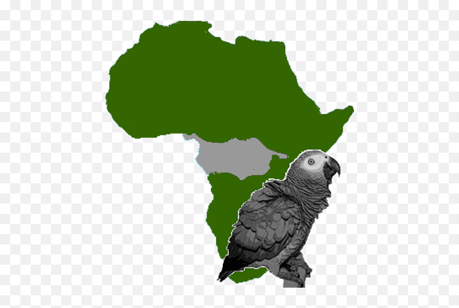 African Grey - African Union Emoji,African Grey Parrot Reading Emotions