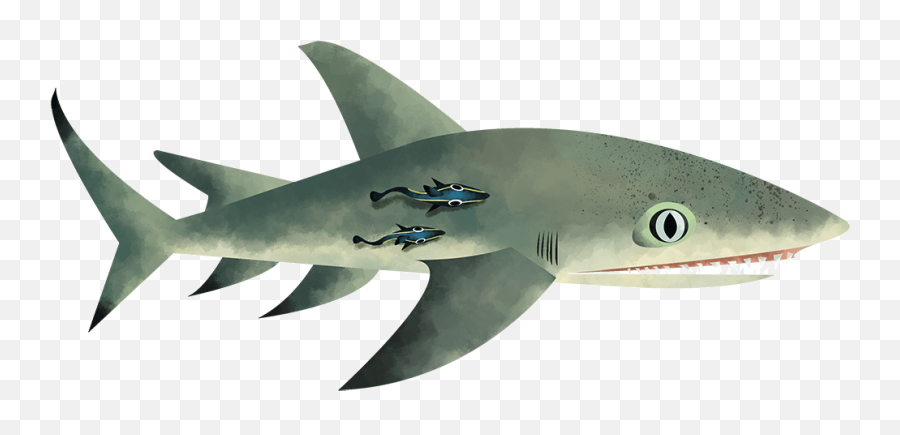 Shark Doc Shark Lab - Great White Shark Emoji,Guy Gives A Shark Book Emotions