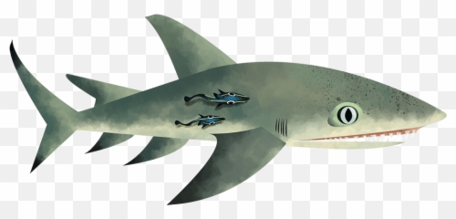 Shark Doc Shark Lab - Great White Shark Emoji,Guy Gives A Shark Book Emotions