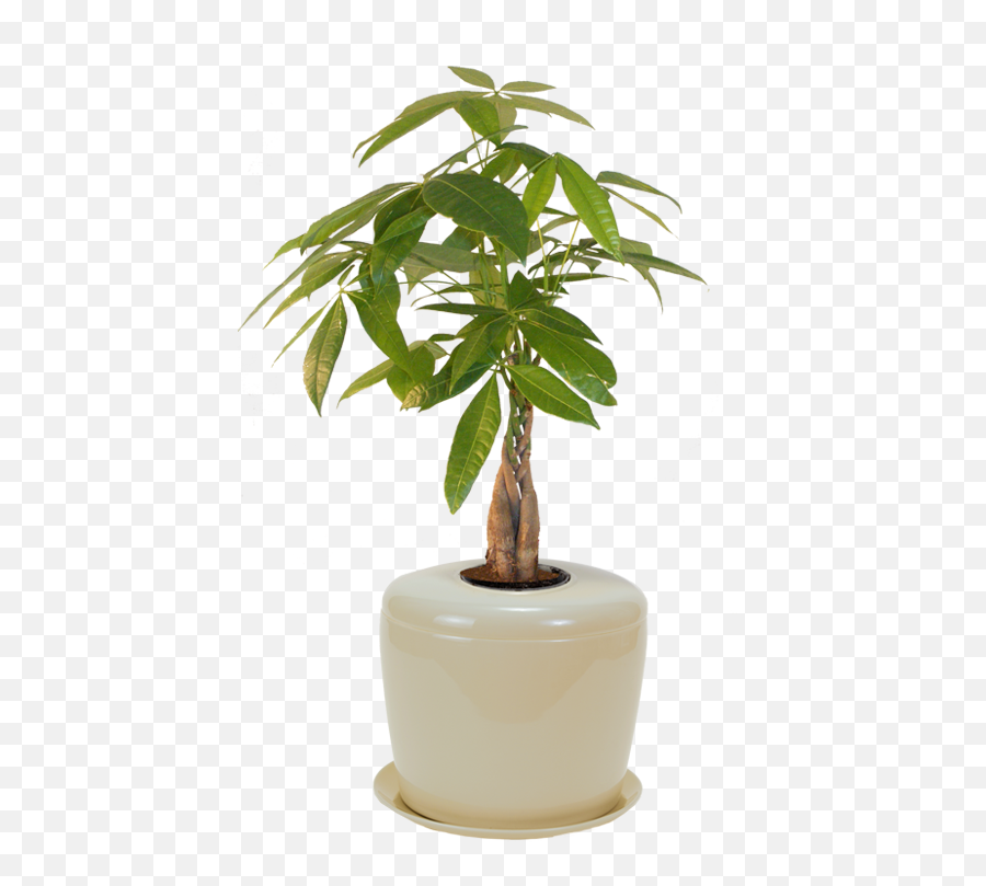 Ceramic Cremation Urn For Bonsai Tree Or Other Plant - Plant Urn For Ashes Emoji,Emotion Feeling Planter By Yahoo