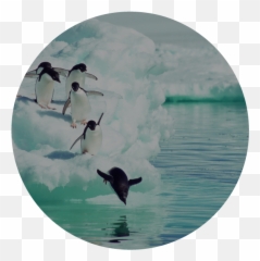 The Corentus Team Tools U2014 Corentus Team Development And Emoji,Emotion Faces Penguins