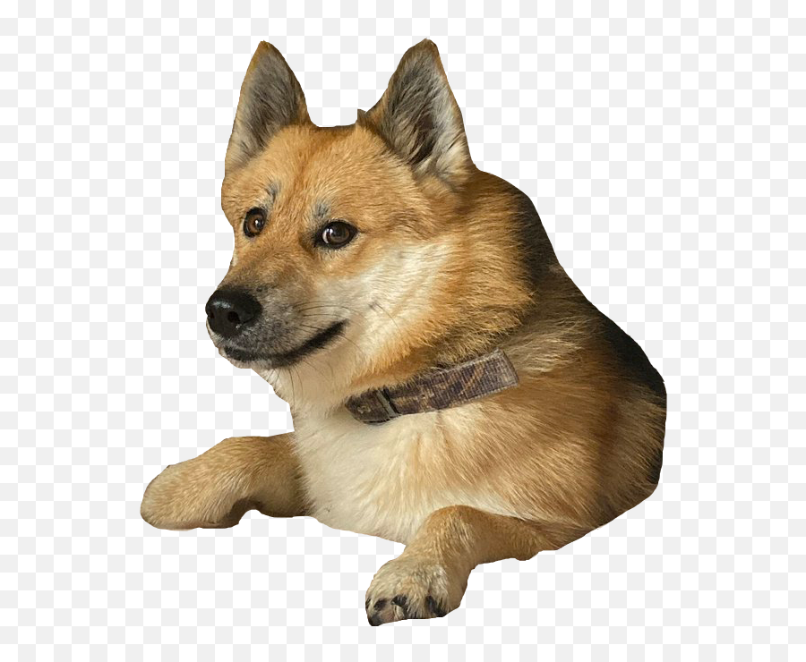 Doge 2 Caesar Know Your Meme - Doge 2 Emoji,Doge Emoji