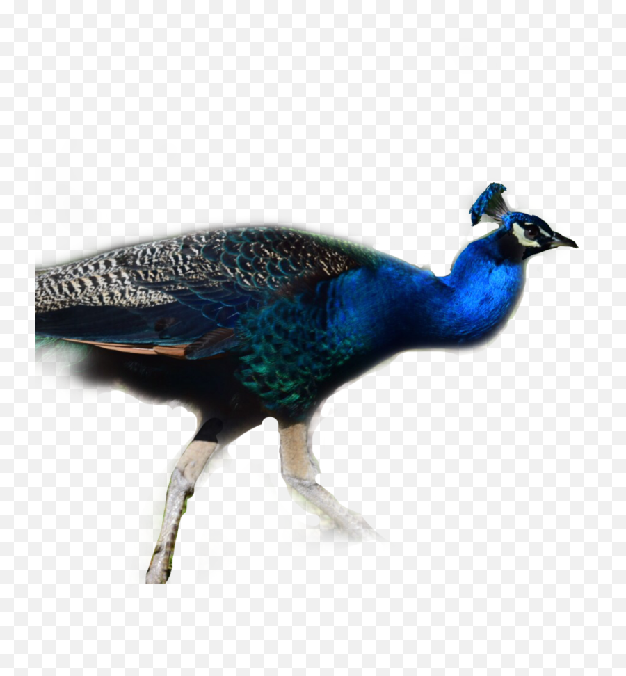 Birds Peacock Sticker - Peafowl Emoji,Peacock Emoji