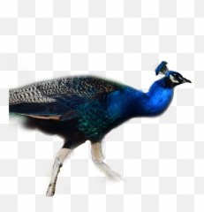 Birds Peacock Sticker - Peafowl Emoji,Peacock Emoji
