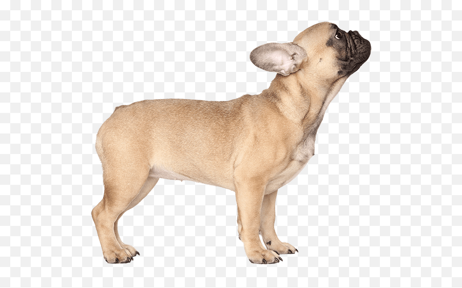 French Bulldog - French Bulldog Png Emoji,Dog With Flat Face Emotion