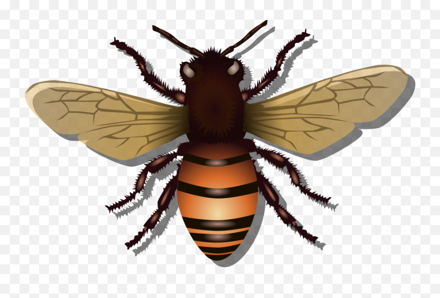 Free Honey Bees Images Download Free Clip Art Free Clip - Free Svg Honey Bee Emoji,Image Of Worker Bee Emoticon