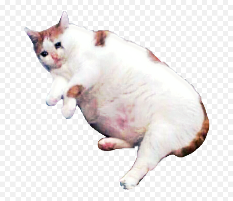 Crying Cat Meme Transparent - Transparent Sad Cat Meme Png Emoji,Sad Cat Meme Emoji