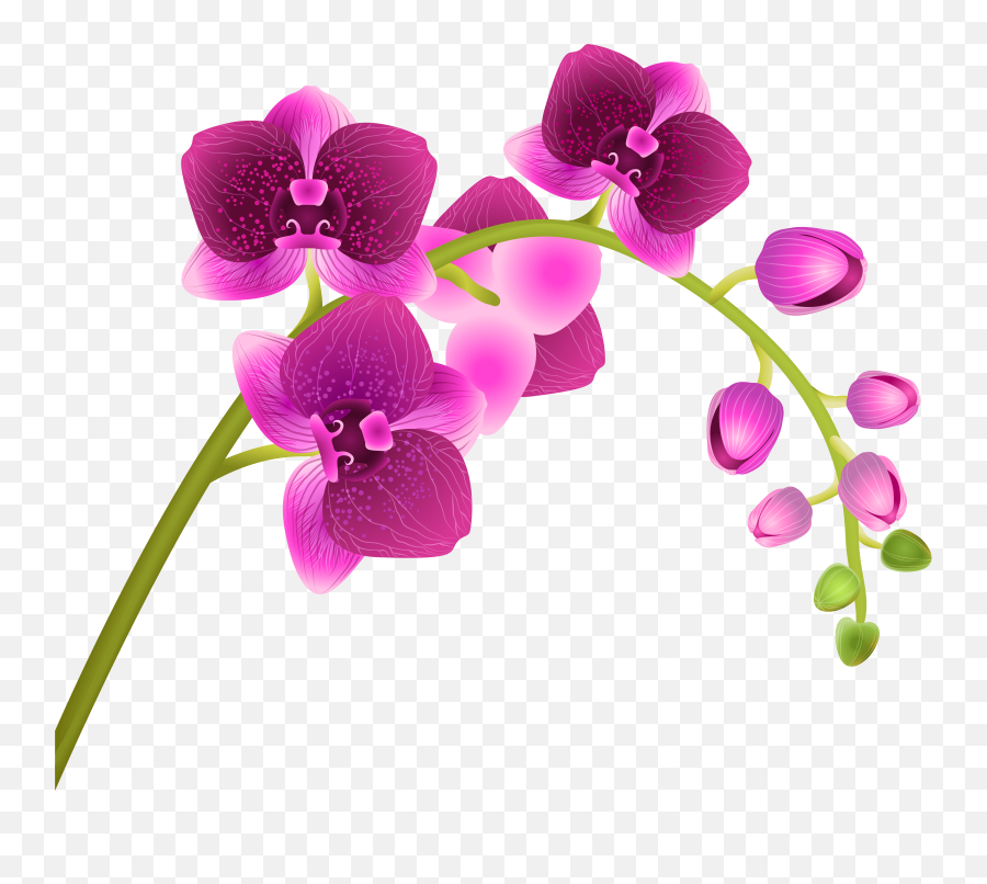 Star Clip Art - Clip Art Library Orchid Clipart Png Emoji,Sprash Emoji Vector
