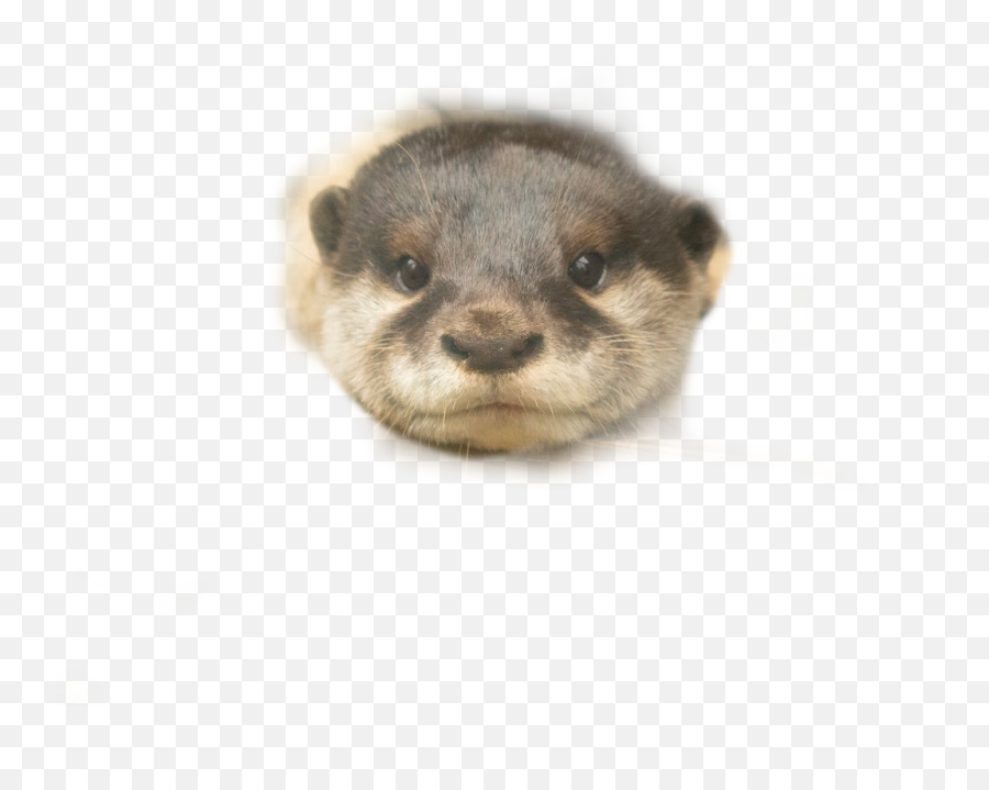 The Most Edited - North American River Otter Emoji,Emotion Otter Impact