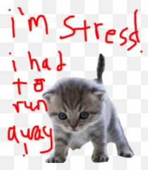Kitten Expresions By Nyaw - Sticker Maker For Whatsapp Emoji,Kettens?ge Emoji Whatsapp